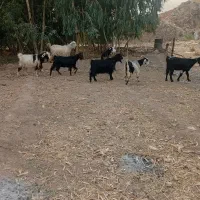 10عدد بز آنتیک