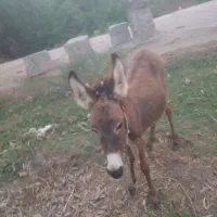 کره الاغ|حیوانات مزرعه|میناب, |دیوار