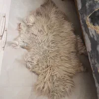 پوست گوسفند