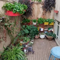 فروش گلدان های طبیعی باکیفیت|گل و گیاه طبیعی|تهران, میرداماد|دیوار