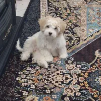 فروش سگ شیتزو