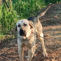 سگ نر  نژاد دار2ساله جنس