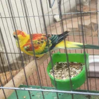 طوطی آواز خوان