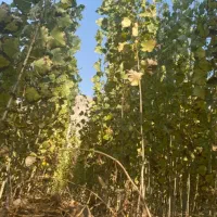 صنوبر نیگرا|خدمات باغبانی و درختکاری|چالدران, |دیوار