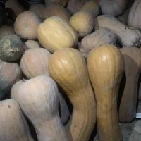 کدو