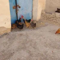 ۸عددمرغ ویک عددخروس