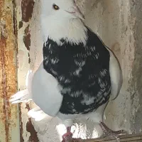 چند تا حیوان فروش|پرنده|بجنورد, |دیوار