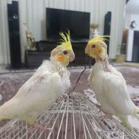 2عدد جوجه عروس هلندی لوتینو چشم شرابی