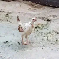 جوجه 70روزه محلی