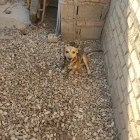 سگ بازیگوش زرنگ نر دوساله|سگ|گنبد کاووس, |دیوار