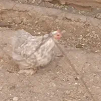 3عددمرغ کوشین جوان تخم گذار