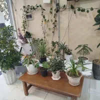 گل و گلدون طبیعی