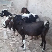 ۲راس‌بز‌دورگ‌خارجی