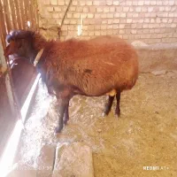 قوچ چهار دندون گله گرد درجه یک|حیوانات مزرعه|سرولایت, |دیوار