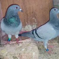 کبوترجوونه