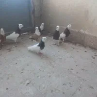 کبوتر طوقی کله سفید