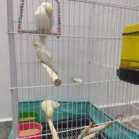 3عدد عروس هلندی نر وماده بسیار سالم