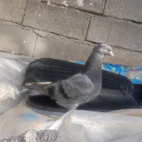 جوجه سبز آبادانی