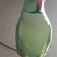 ملنگو|پرنده|نیشابور, گنبد سبز|دیوار