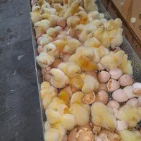 فروش جوجه ۱ روزه از بهترین نژاد راس و کاپ