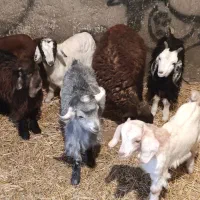 بره و بزغاله