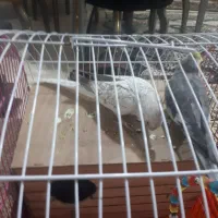 عروس هلندی نروماده