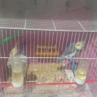 عروس هلندی مولد