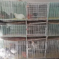 قفس آهنی|لوازم جانبی حیوانات|شیرگاه, |دیوار