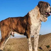 فروش دوعدد سگ تربتی و یک عدد کچ سگ تربتی