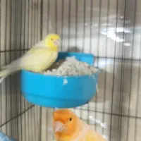 قناری جفت با جوجه