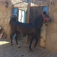 مادیان کرد نوه کامران قدیری دوسر تعید