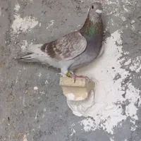 کبوتر گوره و غوره نر و طوقی|پرنده|وحدتیه, |دیوار