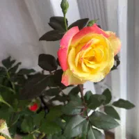 اجاره روزانه باامنیت بالا و قیمت خوب