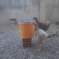 دوعددخروس لاری|حیوانات مزرعه|خان ببین, |دیوار