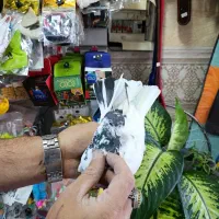 کفتر پرشی خوب|پرنده|شهریار, شهرک وائین|دیوار