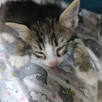 واگذاری گربه ۵ عدد ب صورت جدا یاچندتایی|گربه|پاکدشت, پاکدشت (مامازند)|دیوار