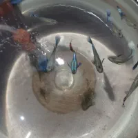 گوپی بیگ ایر رد موزاییک|ماهی|تبریز, |دیوار