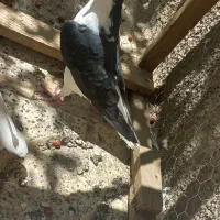 کبوتر کفتر ساده نر|پرنده|مشهد, انقلاب|دیوار