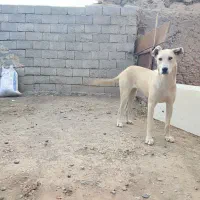 توله سگ سرابی ماده|سگ|سراب, |دیوار