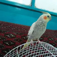 طوطی عروس ماده|پرنده|رشت, تازه آباد|دیوار