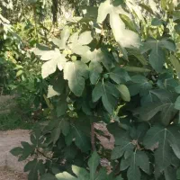 باغ|فروش خانه و ویلا|بسطام, |دیوار