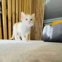بچه گربه