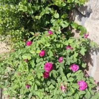 قطعه زمین خوش قواره