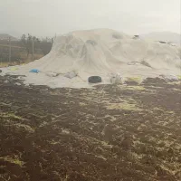 کاه فروشی به مقدار ۲۰تن