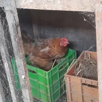 مرغ و خروس محلی