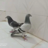 کبوتر موریس دلبر و جانسون
