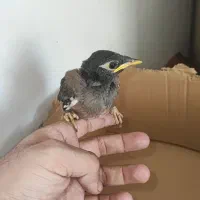 جوجه مینا