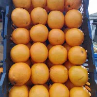 نیازمند یک صندودار چندهمکار درمیوه فروشی