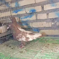 کفتر پرنده کله سیاه .کله زرد.سینه سیاه.سینه سرخ|پرنده|شادگان, |دیوار
