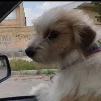 سگ شیتزو فوری